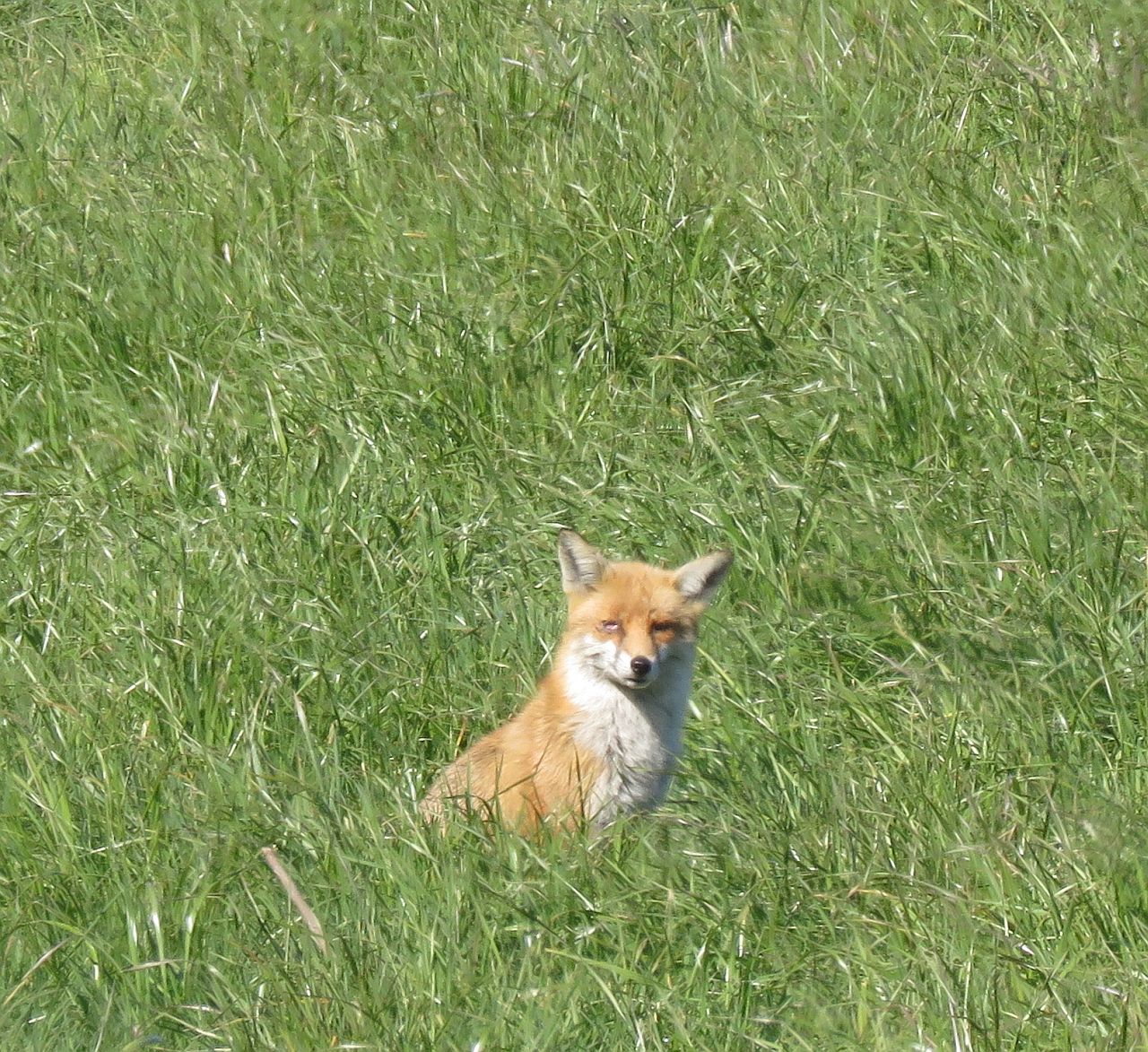  Red Fox 